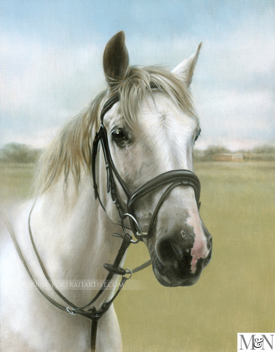 Horse Pet Portraits
