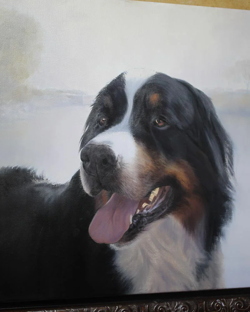 Bernese Mountain Dog Oil Painting in Progress Bernese Mountain Dog oil painting of Yogi in progress, showing further development of form and color.