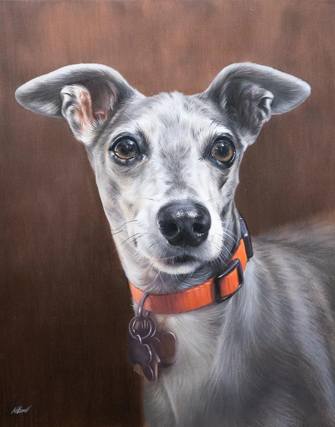 Italian Greyhound Oil Painting of Spyder Completed oil painting of Spyder, an Italian Greyhound.