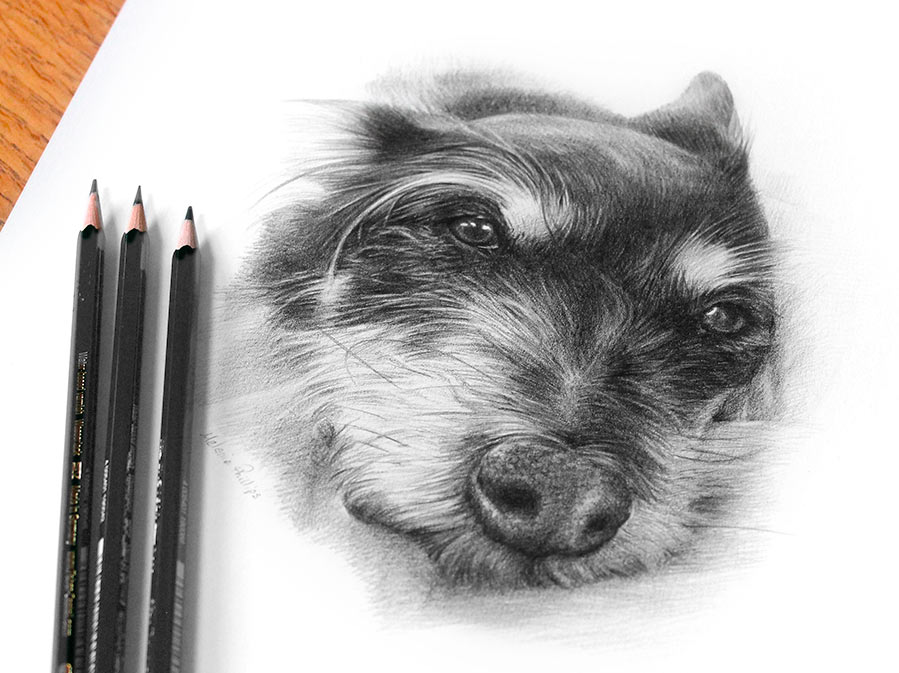 FAQs  Your pet portrait questions answered