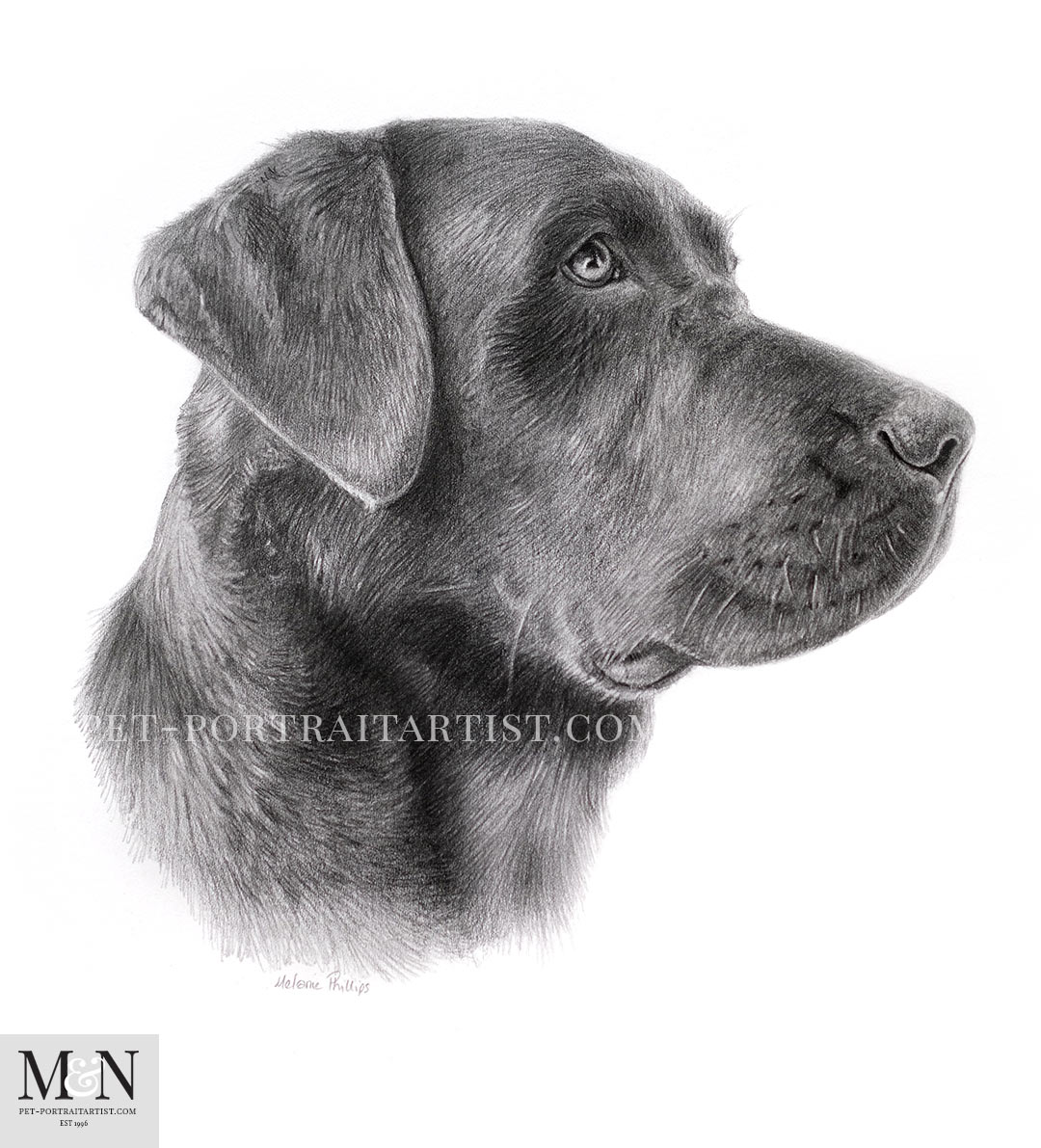 Labrador dog portrait, side on pose.