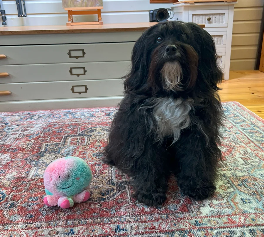 Lily's Favorite Spot — Wherever There's a Soft Layer! Lily the Tibetan Terrier comfortably curled up on a discarded coat on the studio floor, highlighting her cozy and adaptable nature.