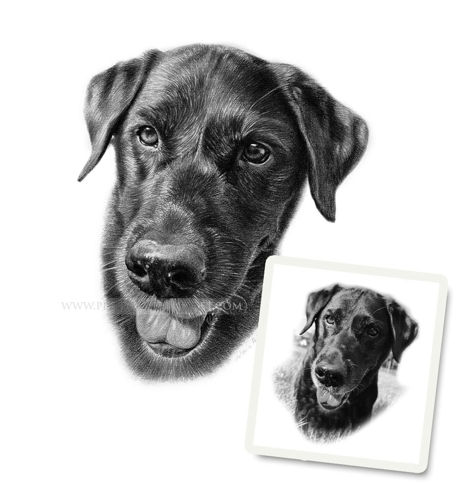 Pet Portraits Artwork Photo Comparison